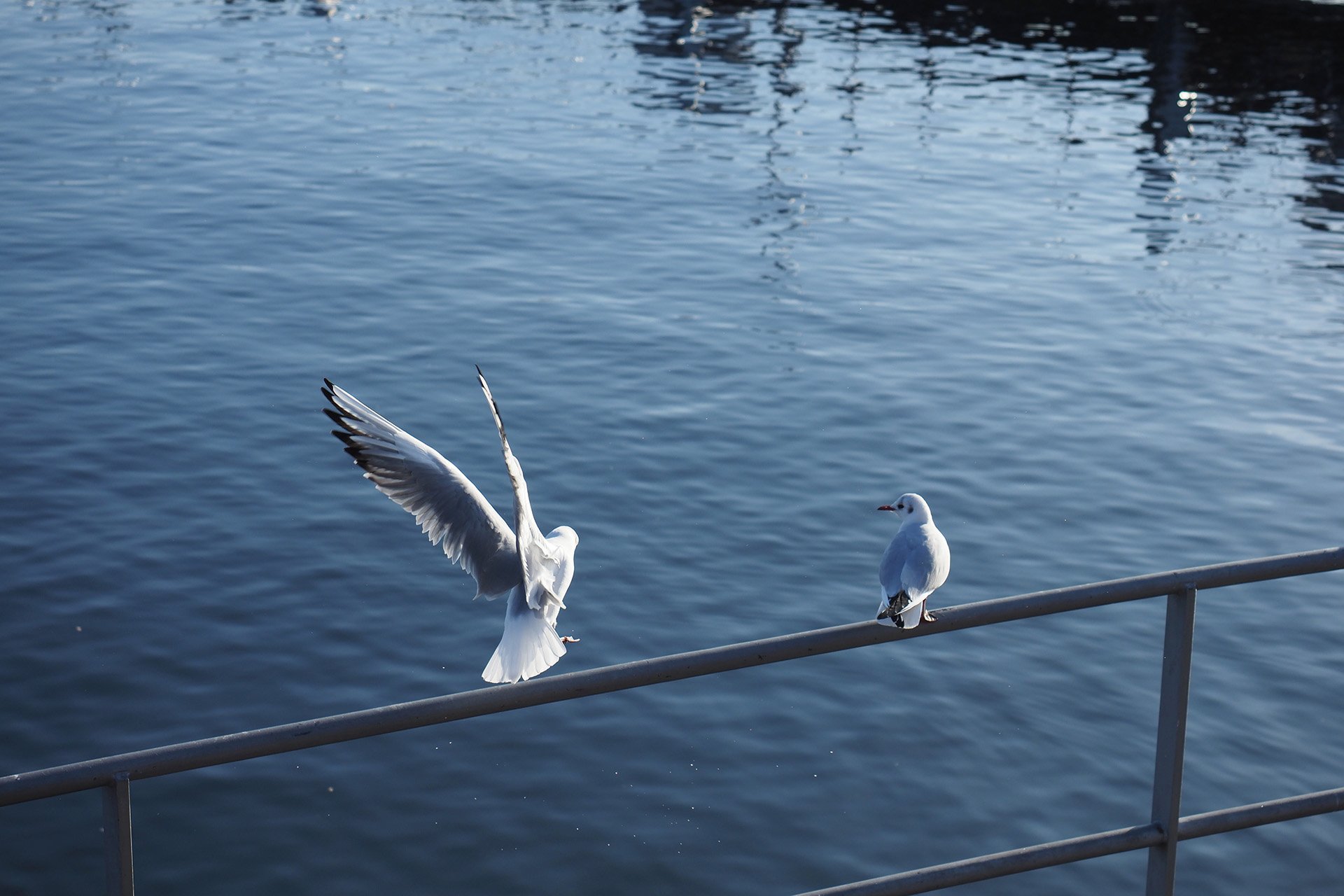 Olympus OM-D E-M1 Mark II: C-AF+Tracking, Bild 25